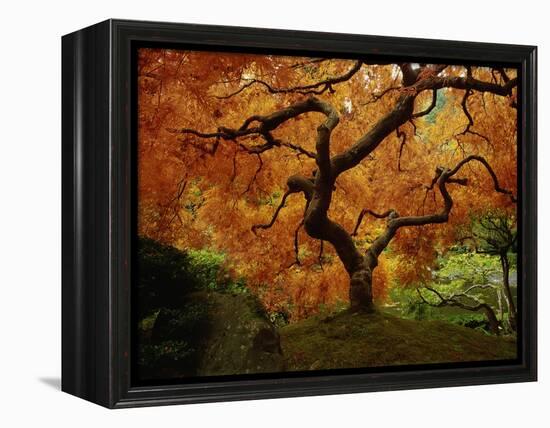 Maple Tree in Autumn-John McAnulty-Framed Premier Image Canvas