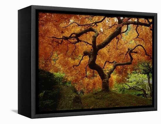 Maple Tree in Autumn-John McAnulty-Framed Premier Image Canvas