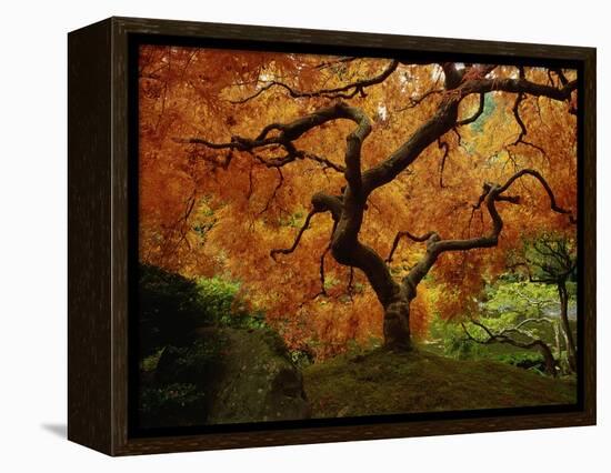 Maple Tree in Autumn-John McAnulty-Framed Premier Image Canvas