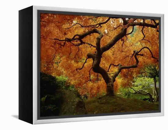 Maple Tree in Autumn-John McAnulty-Framed Premier Image Canvas