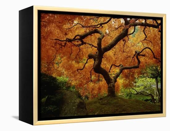 Maple Tree in Autumn-John McAnulty-Framed Premier Image Canvas