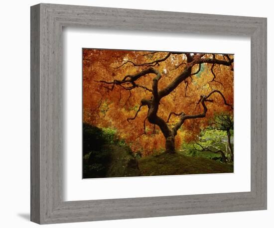 Maple Tree in Autumn-John McAnulty-Framed Photographic Print