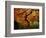 Maple Tree in Autumn-John McAnulty-Framed Photographic Print