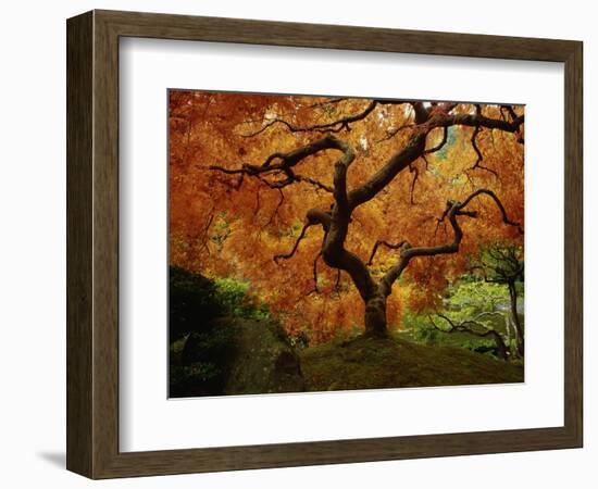 Maple Tree in Autumn-John McAnulty-Framed Photographic Print