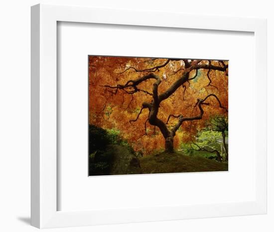 Maple Tree in Autumn-John McAnulty-Framed Photographic Print