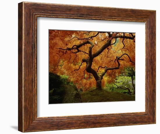 Maple Tree in Autumn-John McAnulty-Framed Photographic Print