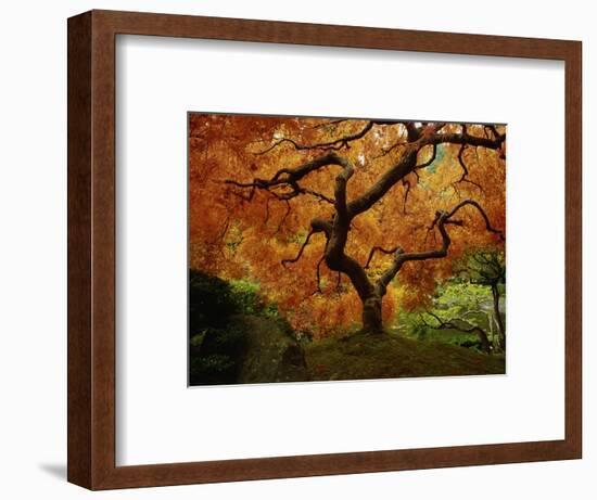 Maple Tree in Autumn-John McAnulty-Framed Photographic Print