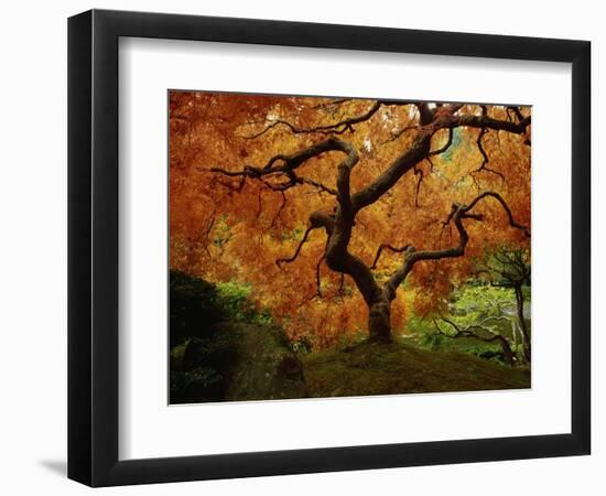 Maple Tree in Autumn-John McAnulty-Framed Photographic Print