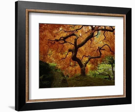 Maple Tree in Autumn-John McAnulty-Framed Photographic Print