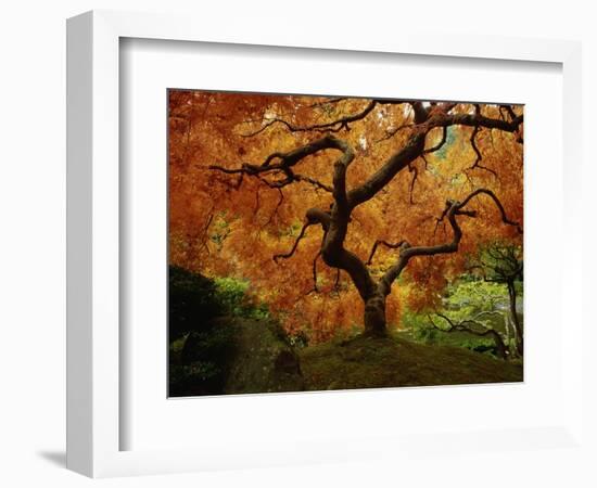 Maple Tree in Autumn-John McAnulty-Framed Photographic Print