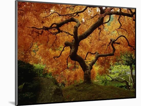 Maple Tree in Autumn-John McAnulty-Mounted Photographic Print