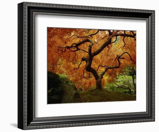 Maple Tree in Autumn-John McAnulty-Framed Photographic Print