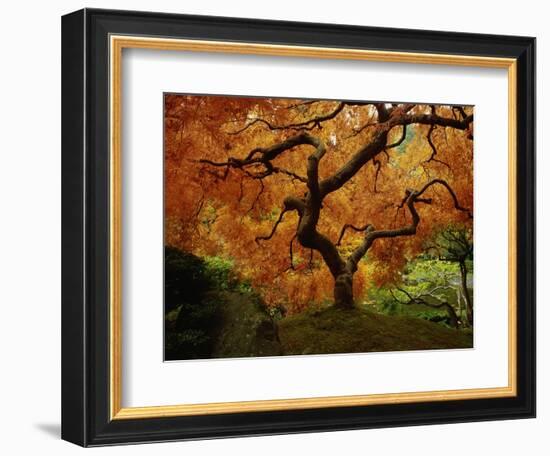 Maple Tree in Autumn-John McAnulty-Framed Photographic Print