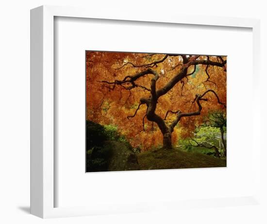 Maple Tree in Autumn-John McAnulty-Framed Photographic Print