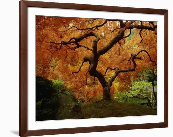 Maple Tree in Autumn-John McAnulty-Framed Photographic Print