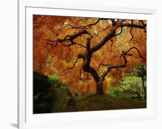 Maple Tree in Autumn-John McAnulty-Framed Photographic Print