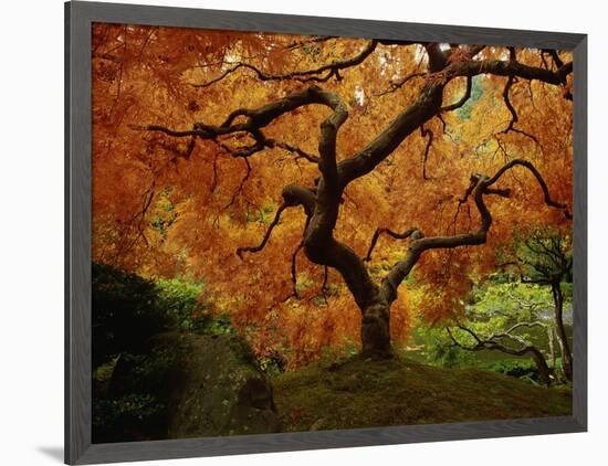 Maple Tree in Autumn-John McAnulty-Framed Photographic Print