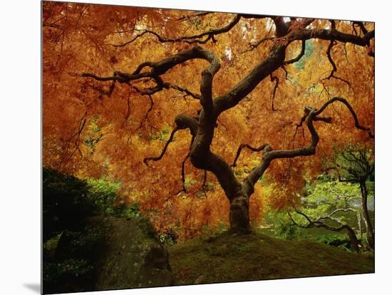 Maple Tree in Autumn-John McAnulty-Mounted Photographic Print