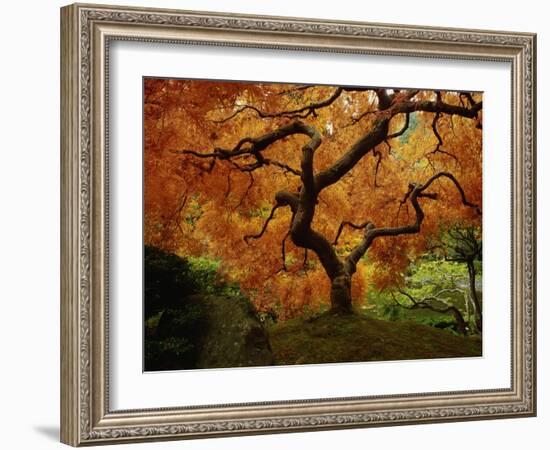 Maple Tree in Autumn-John McAnulty-Framed Photographic Print