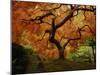 Maple Tree in Autumn-John McAnulty-Mounted Photographic Print