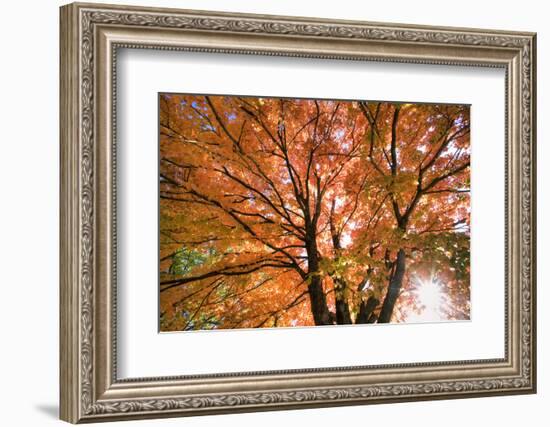 Maple Tree, Shawnee Mission Park, Johnson County, Kansas, USA-Charles Gurche-Framed Photographic Print