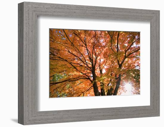 Maple Tree, Shawnee Mission Park, Johnson County, Kansas, USA-Charles Gurche-Framed Photographic Print