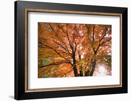 Maple Tree, Shawnee Mission Park, Johnson County, Kansas, USA-Charles Gurche-Framed Photographic Print