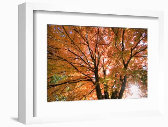 Maple Tree, Shawnee Mission Park, Johnson County, Kansas, USA-Charles Gurche-Framed Photographic Print