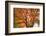 Maple Tree, Shawnee Mission Park, Johnson County, Kansas, USA-Charles Gurche-Framed Photographic Print