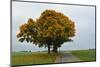 Maple Tree with Autumn Colors, Black Forest, Schwarzwald-Baar, Baden-Wurttemberg, Germany-Jochen Schlenker-Mounted Photographic Print