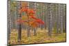 Maple Tree with autumn colors in pine forest, Michigan.-Adam Jones-Mounted Photographic Print