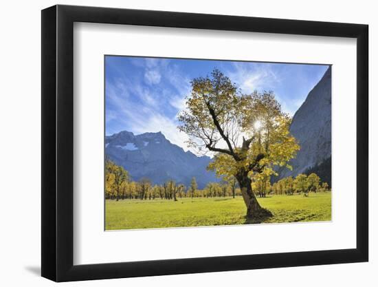 Maple tree with sun in autumn, Grosser Ahornboden, Karwendel, Tyrol, Austria-Raimund Linke-Framed Photographic Print