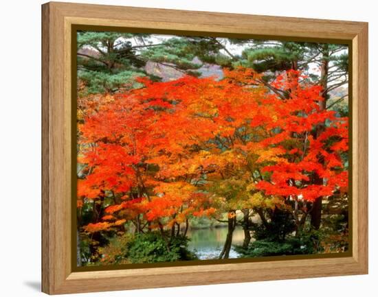 Maple Trees and a Pond-null-Framed Premier Image Canvas