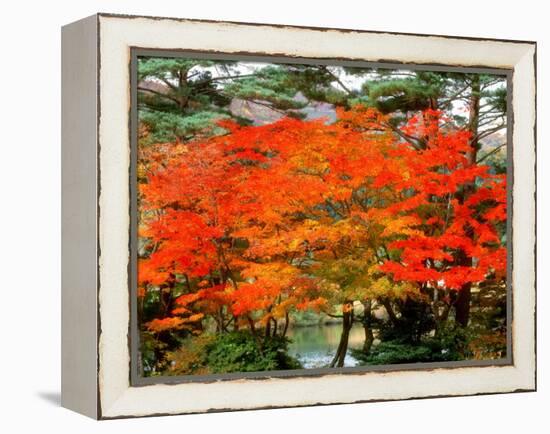 Maple Trees and a Pond-null-Framed Premier Image Canvas