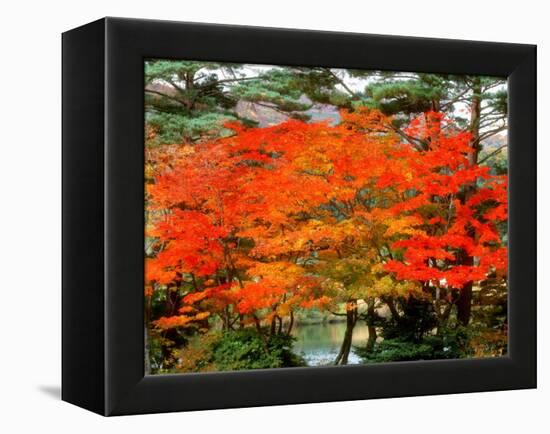 Maple Trees and a Pond-null-Framed Premier Image Canvas