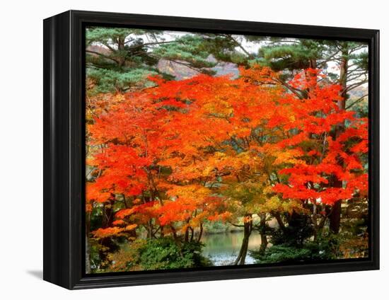 Maple Trees and a Pond-null-Framed Premier Image Canvas