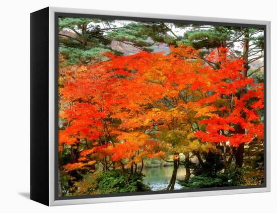 Maple Trees and a Pond-null-Framed Premier Image Canvas