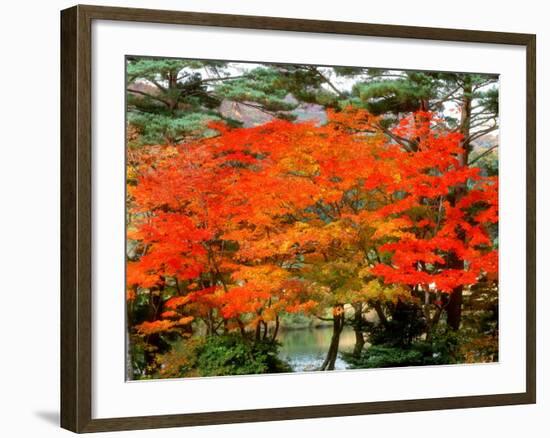 Maple Trees and a Pond-null-Framed Photographic Print