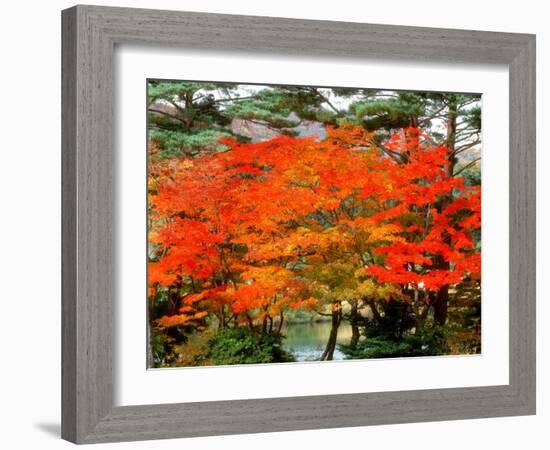 Maple Trees and a Pond-null-Framed Photographic Print