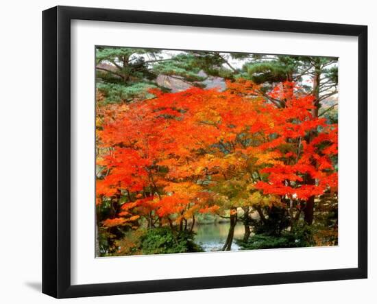 Maple Trees and a Pond-null-Framed Photographic Print