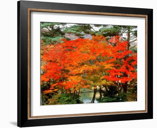 Maple Trees and a Pond-null-Framed Photographic Print