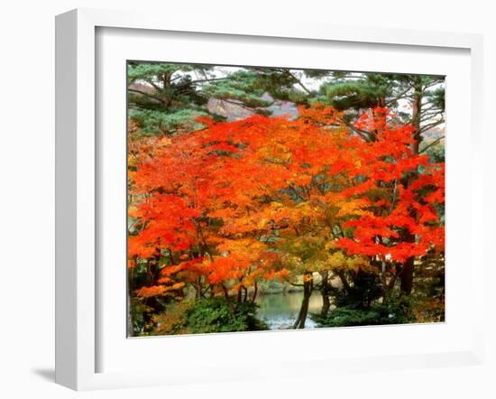 Maple Trees and a Pond-null-Framed Photographic Print