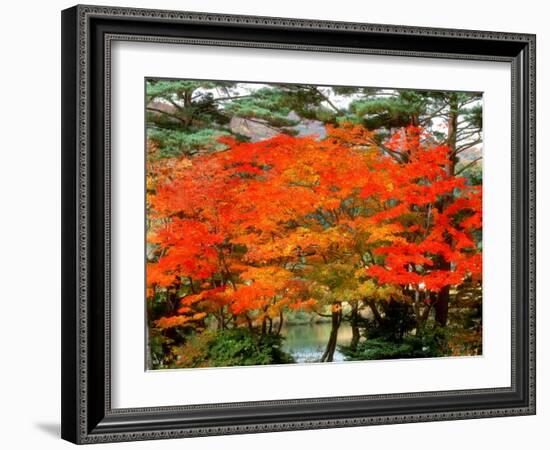 Maple Trees and a Pond-null-Framed Photographic Print