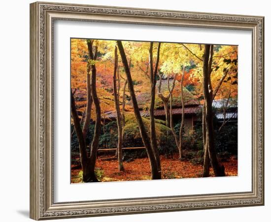 Maple Trees at Giou-Ji Temple in Autumn, Kyoto, Japan-null-Framed Photographic Print