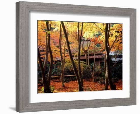 Maple Trees at Giou-Ji Temple in Autumn, Kyoto, Japan-null-Framed Photographic Print