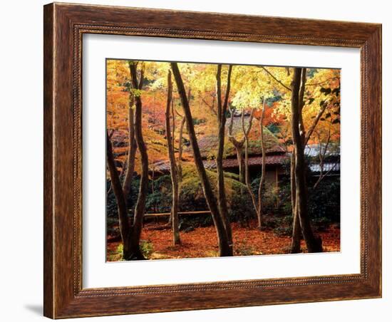 Maple Trees at Giou-Ji Temple in Autumn, Kyoto, Japan-null-Framed Photographic Print