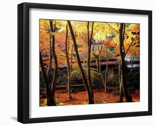 Maple Trees at Giou-Ji Temple in Autumn, Kyoto, Japan-null-Framed Photographic Print