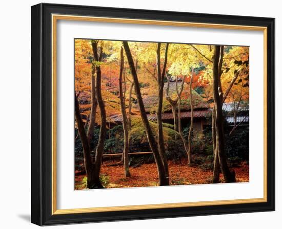 Maple Trees at Giou-Ji Temple in Autumn, Kyoto, Japan-null-Framed Photographic Print