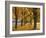 Maple Trees, Avenue, Autumn-Thonig-Framed Photographic Print