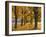 Maple Trees, Avenue, Autumn-Thonig-Framed Photographic Print